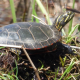 Turtle photo by SuspendedMusky